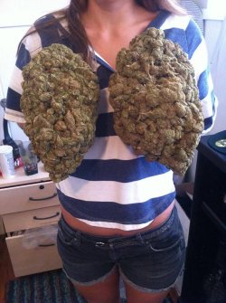 Big marijuana bud boobies