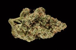 BEST COLORADO SATIVA FLOWER