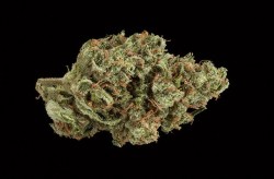 Best U.S. Sativa Flower