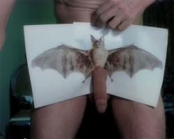 Watch out for horny bats this Halloween