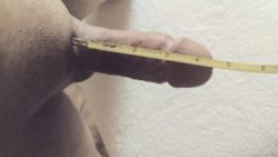 Cock measures out at 4.2 inches in length