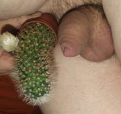 So one is a small prickly thing, and the other is a small prick…