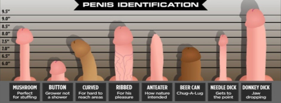 How Long Is The Average Penis