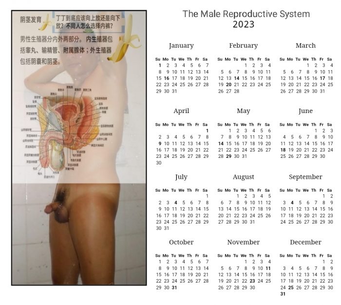 The Male Reproductive System (Calendar 2023)