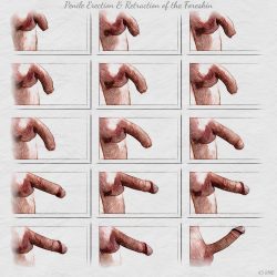 Stages of my Erection
